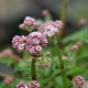 Valeriana dioica