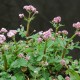 Valeriana dioica