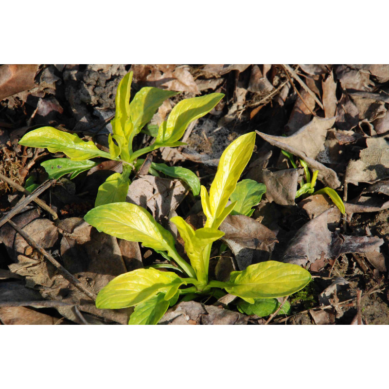 VALERIANA phu 'Aurea'