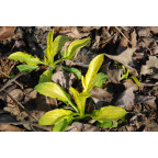 VALERIANA phu 'Aurea'