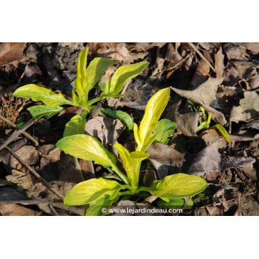 VALERIANA phu \'Aurea\'