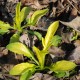 VALERIANA phu 'Aurea'