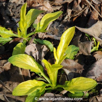 VALERIANA phu &#039;Aurea&#039;