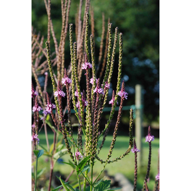 VERBENA hastata 'Rosea'