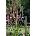 VERBENA hastata 'Rosea'
