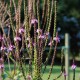 VERBENA hastata 'Rosea'