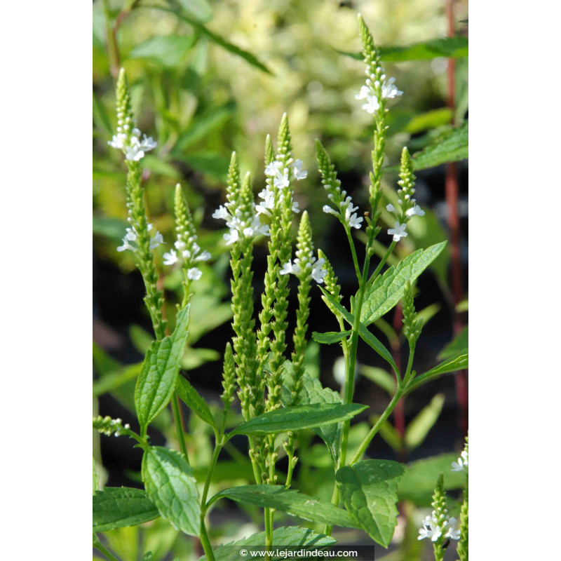 VERBENA hastata 'Alba'