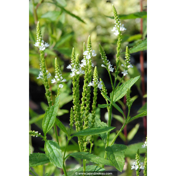 VERBENA hastata 'Alba'