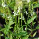 VERBENA hastata 'Alba'