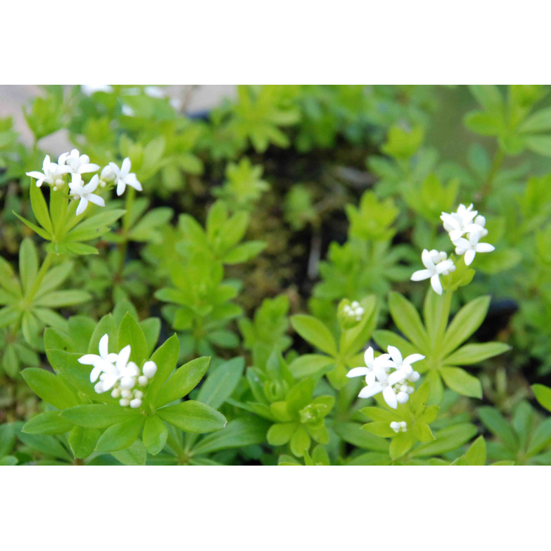 GALIUM odoratum