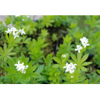 GALIUM odoratum