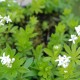 GALIUM odoratum