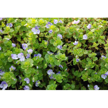 VERONICA filiformis