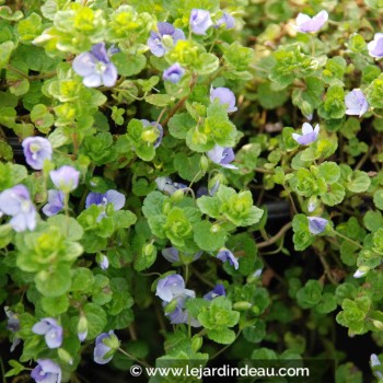 VERONICA filiformis