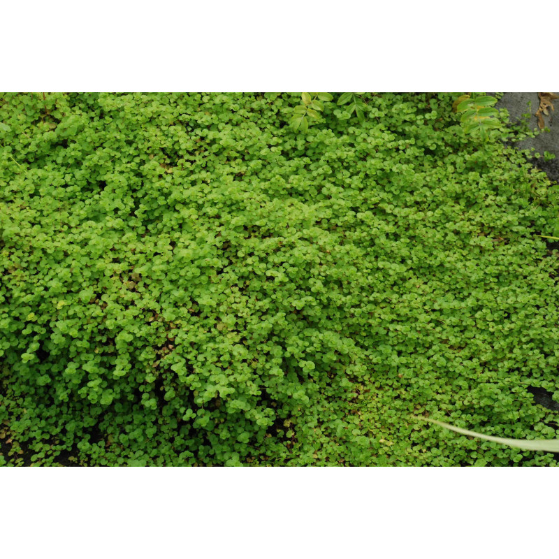 VERONICA filiformis VERONICA filiformis