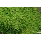 VERONICA filiformis VERONICA filiformis