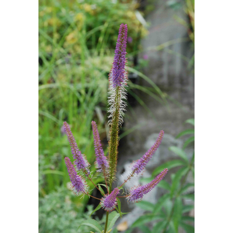 VERONICASTRUM virginicum 'Fascination'