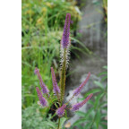 VERONICASTRUM virginicum 'Fascination'