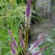 VERONICASTRUM virginicum 'Fascination'