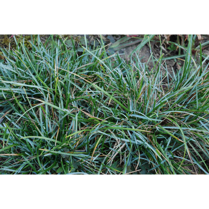 SESLERIA caerulea SESLERIA caerulea