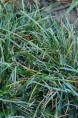SESLERIA caerulea
