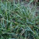 SESLERIA caerulea