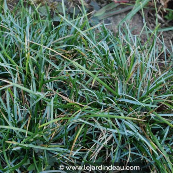 SESLERIA caerulea