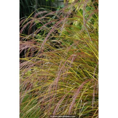 STIPA arundinacea - Stipe /  Pheasants Tail Grass / Anemanthele