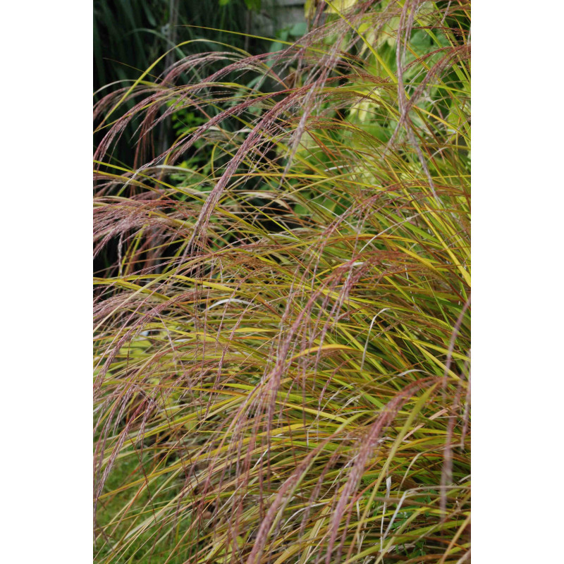 STIPA arundinacea