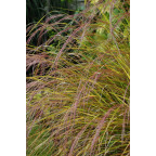 STIPA arundinacea