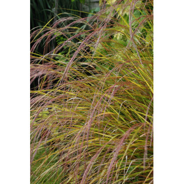 STIPA arundinacea