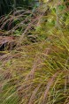 STIPA arundinacea