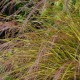 STIPA arundinacea