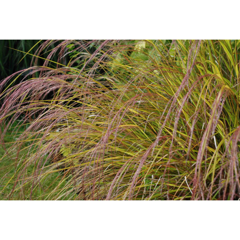 STIPA arundinacea