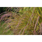 STIPA arundinacea