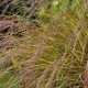 STIPA arundinacea