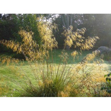 STIPA gigantea