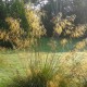 STIPA gigantea