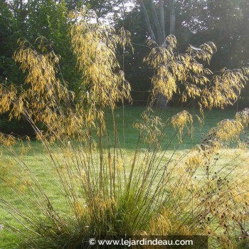 STIPA gigantea