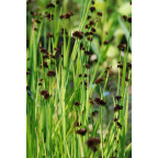 JUNCUS ensifolius