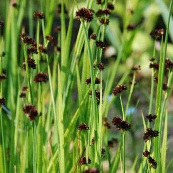 JUNCUS ensifolius