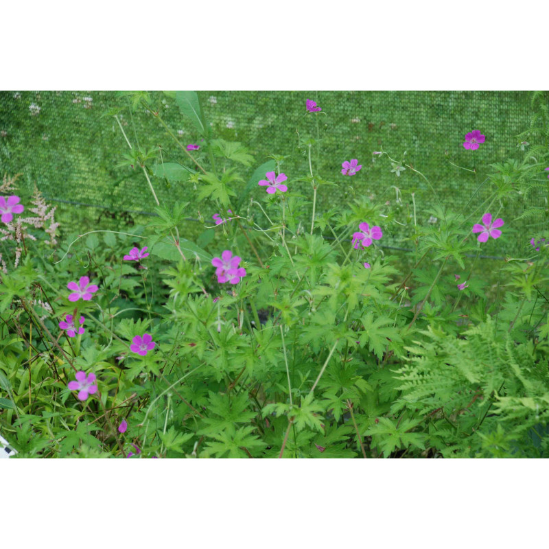 GERANIUM palustre GERANIUM palustre