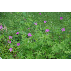 GERANIUM palustre GERANIUM palustre