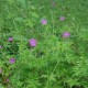 GERANIUM palustre