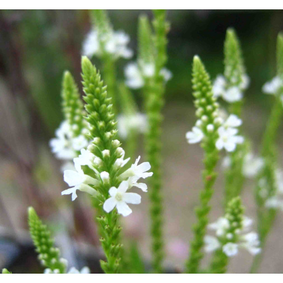 PHYSOSTEGIA virginiana 'Alba'