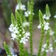 PHYSOSTEGIA virginiana 'Alba'