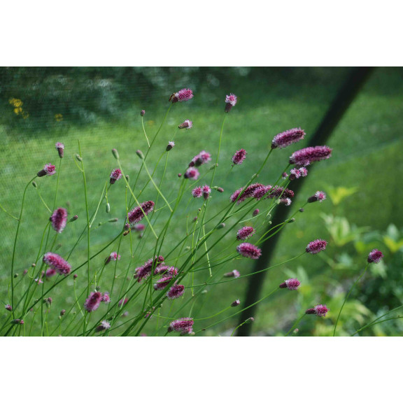 SANGUISORBA officinalis 'Pink Tanna'