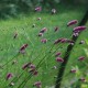 SANGUISORBA officinalis 'Pink Tanna'