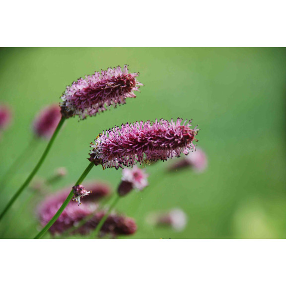 SANGUISORBA officinalis 'Pink Tanna'