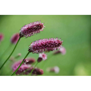 SANGUISORBA officinalis \'Pink Tanna\'